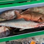 mckeral , trout , cod , snapper hire boat denahm