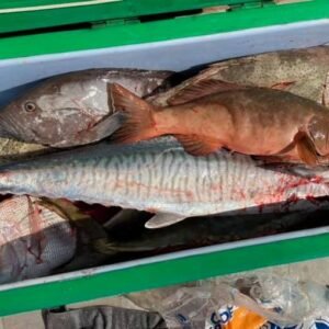 mckeral , trout , cod , snapper hire boat denahm