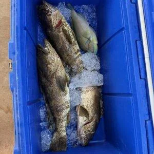 fish cod , bluebone caught in shark bay