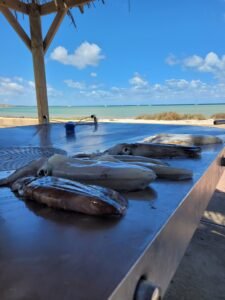 Monkey Mia Boat Hire