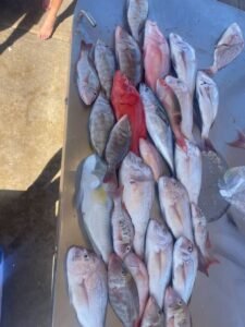 Shark Bay activities