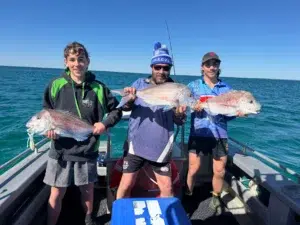Three happy anglers showing off big pink snapper caught on a boat in Shark Bay, Western Australia